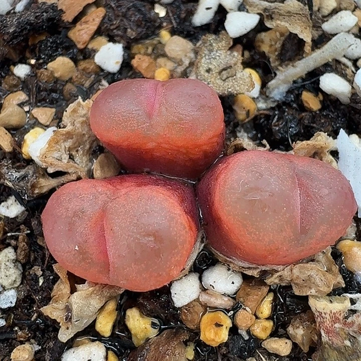 老马生石花三头吕红2368