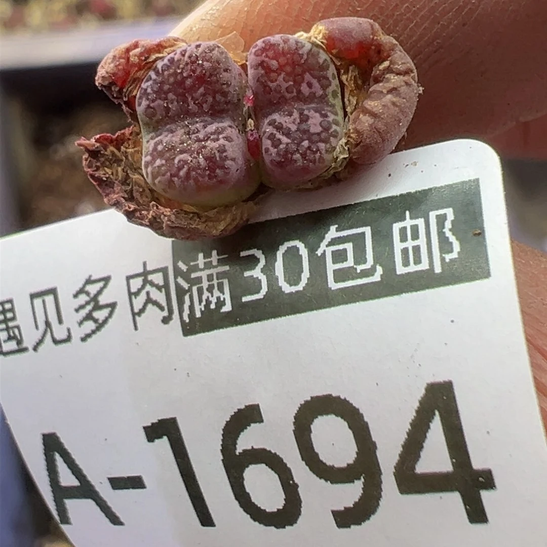 多肉植物111111111111111