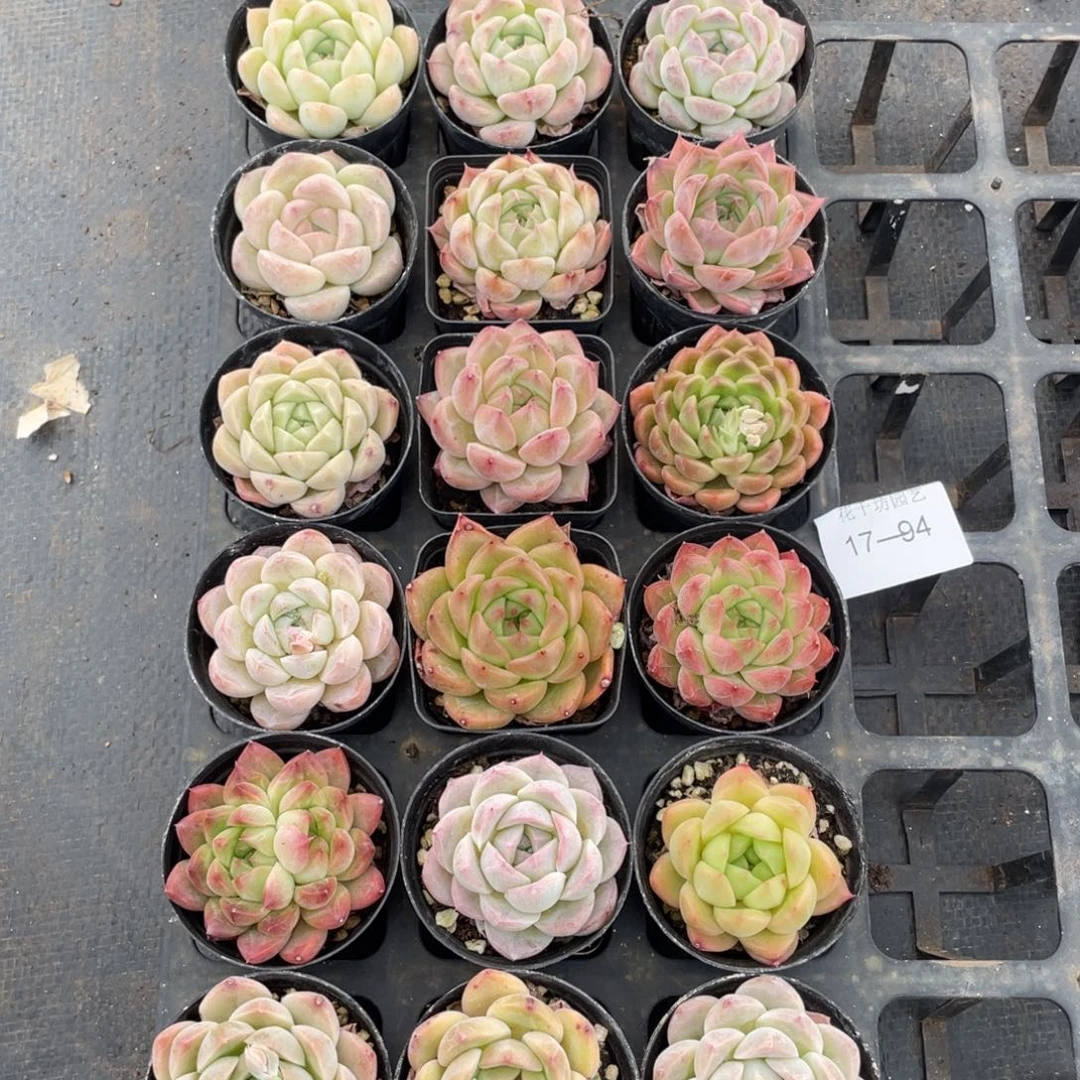 一物一拍18颗17-94