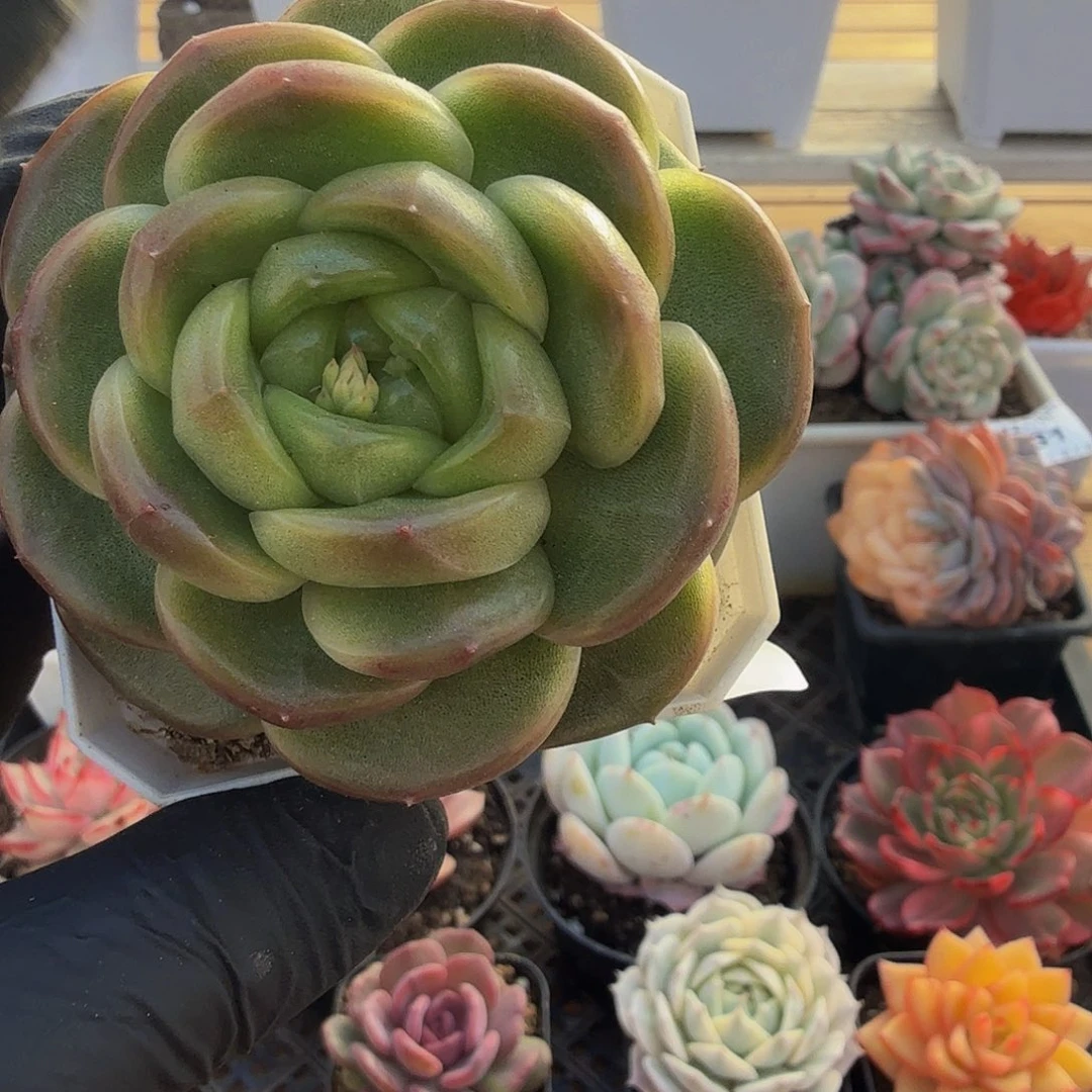 1206-34绿珍妮单头