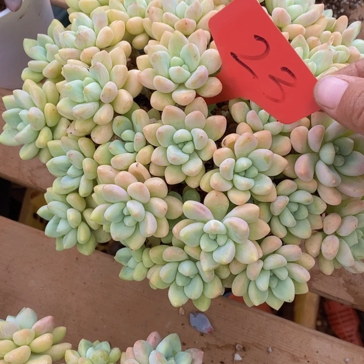 雅***乐我要的东西不在身边