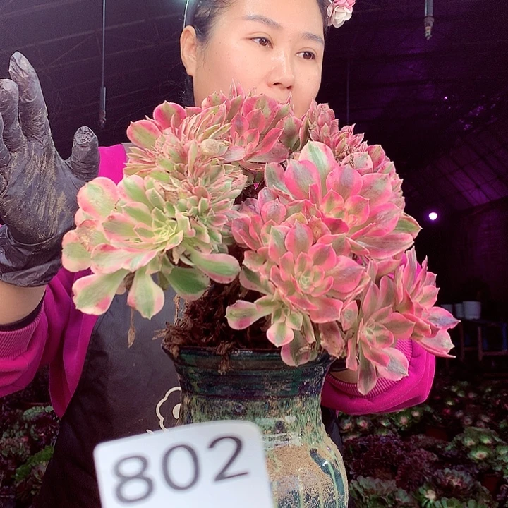 柒柒精品多肉脱土发货不包断侧枝802