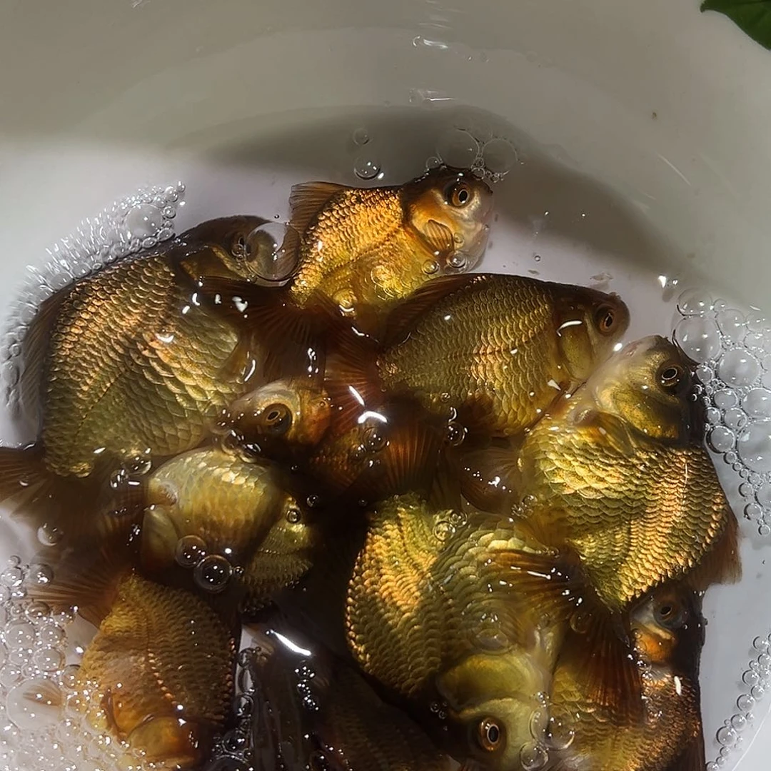 海水一组青皮玛丽四尾鱼苗