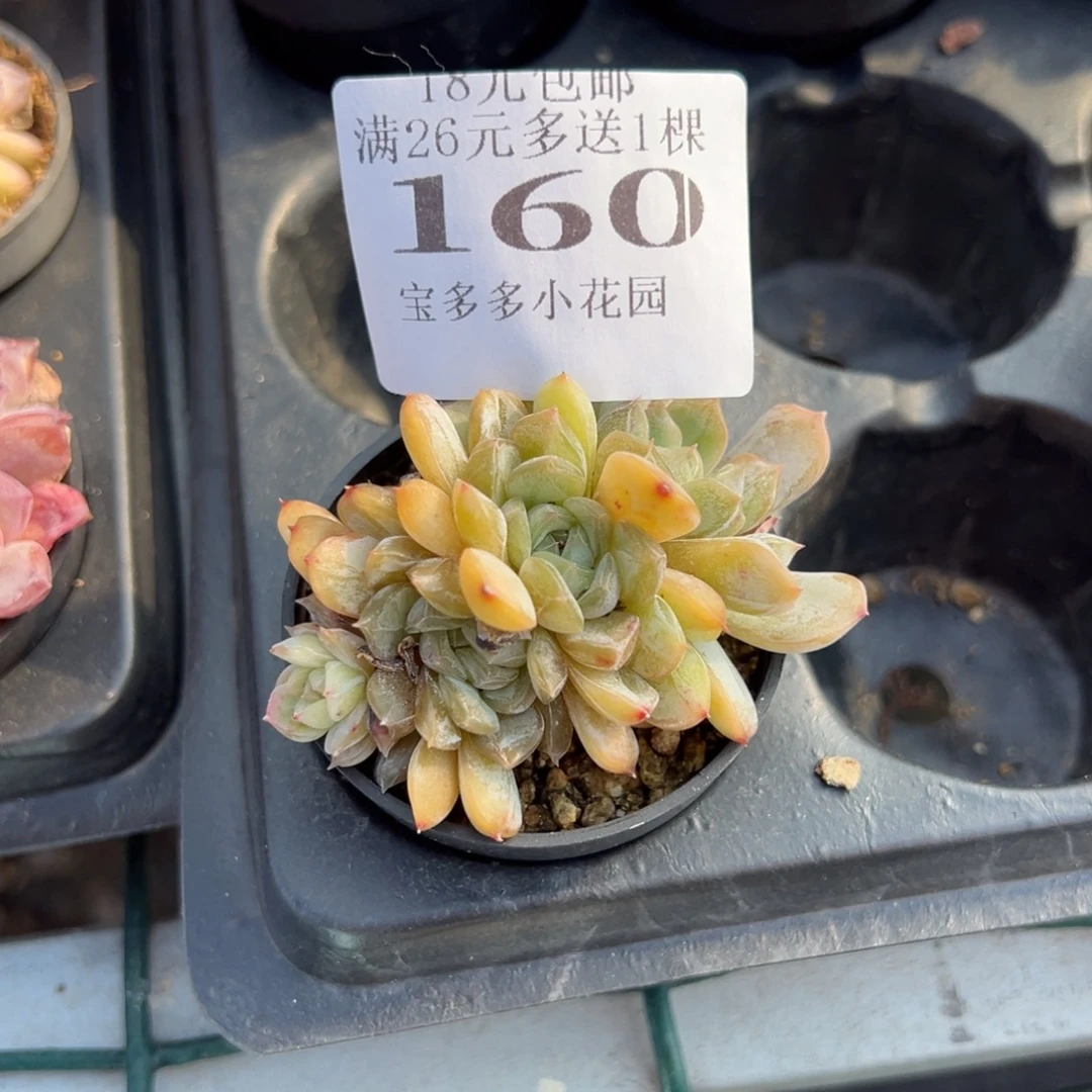 p***e160号量拍多肉满18元包邮下午发货