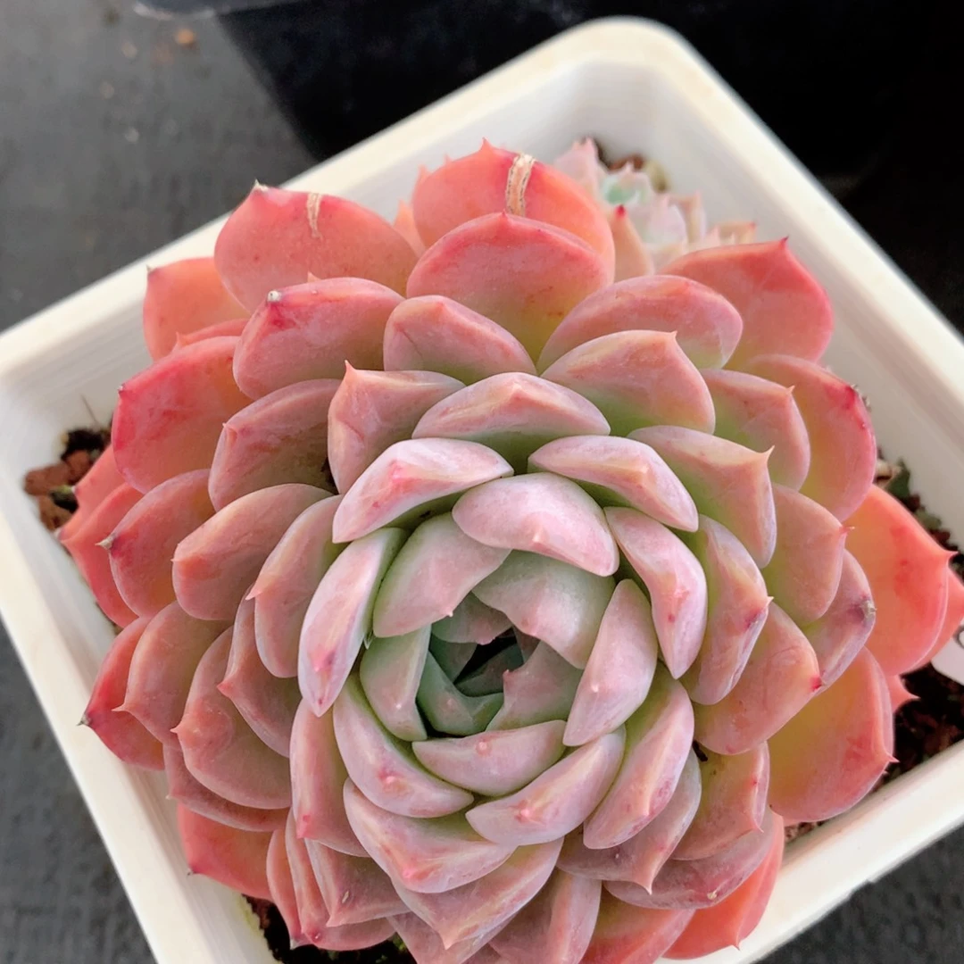 8934杂交多肉植物基地