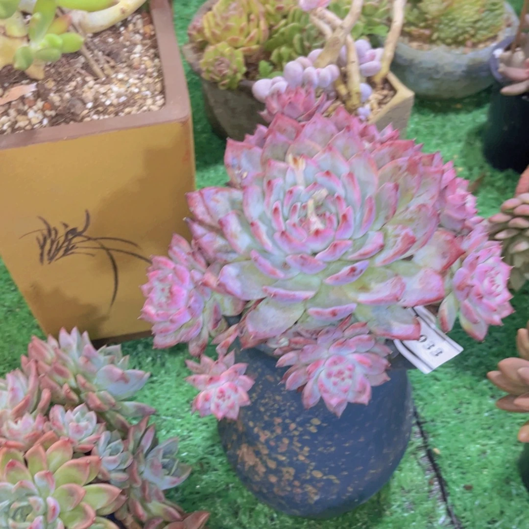 原卡多肉植物2933