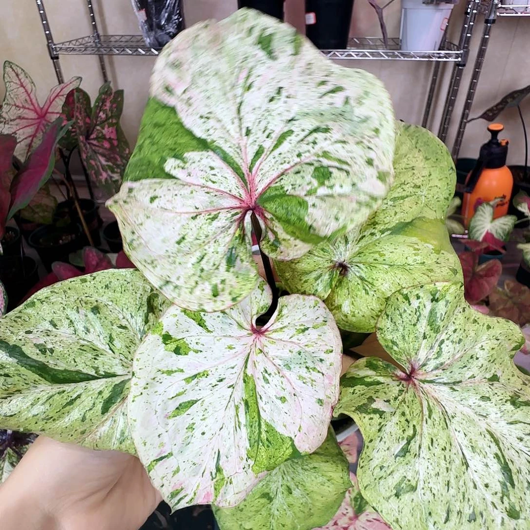 完全开放    32薄荷糖