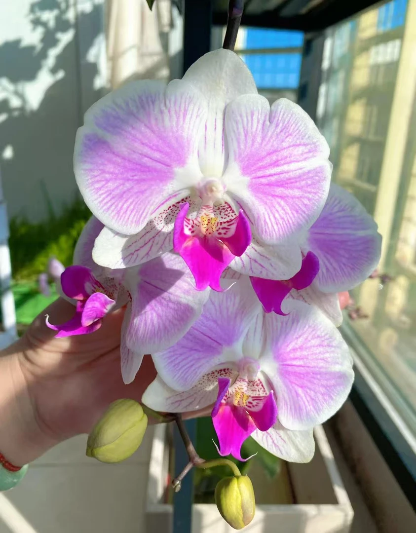 蝴蝶兰【爱丽丝】单花剑 室内花花 懒人好养 广州基地直发