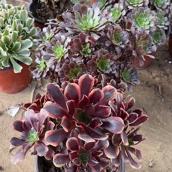 2棵玫瑰玫瑰玫瑰玫瑰