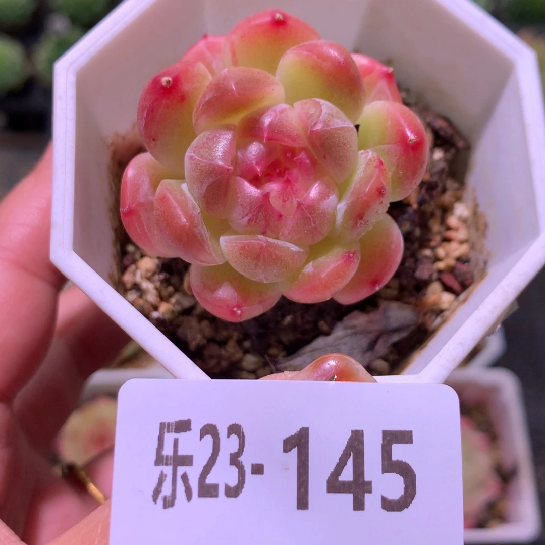 乐然23-145 精选糖心