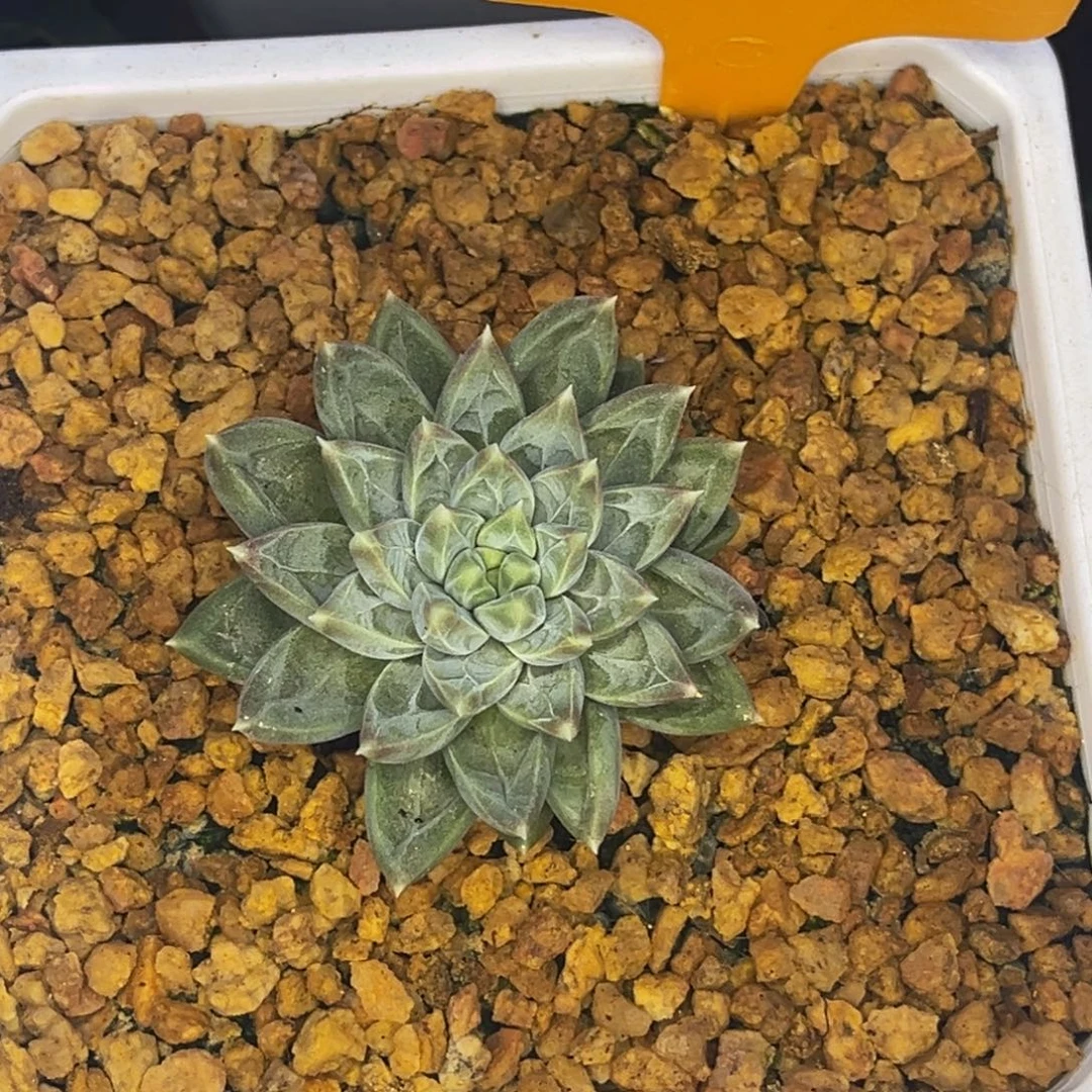 ****音52506号早上多肉植物群生多肉