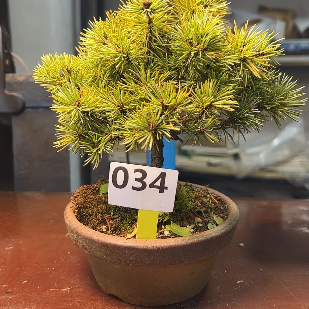 无花朵四国五葉松