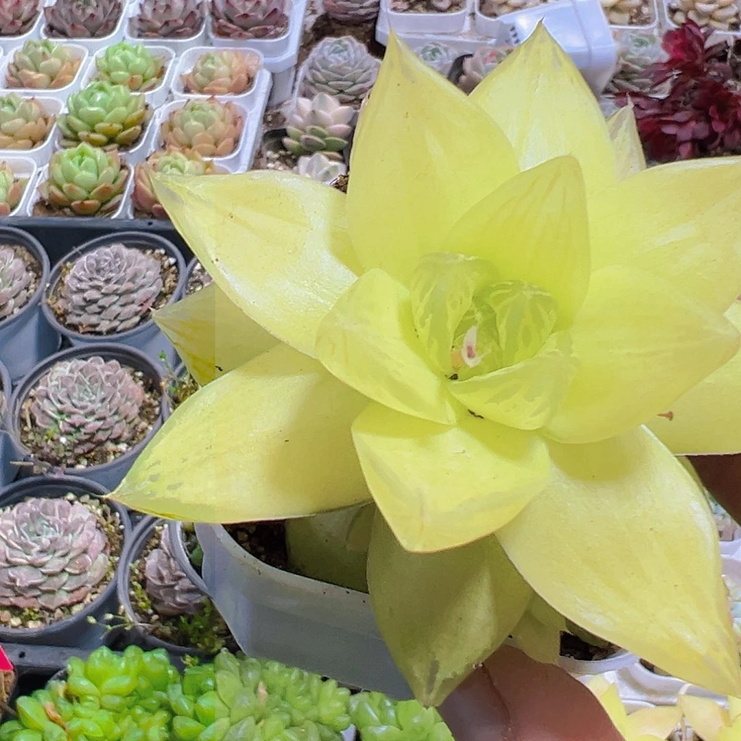 黄金雨露拓土发货19包邮