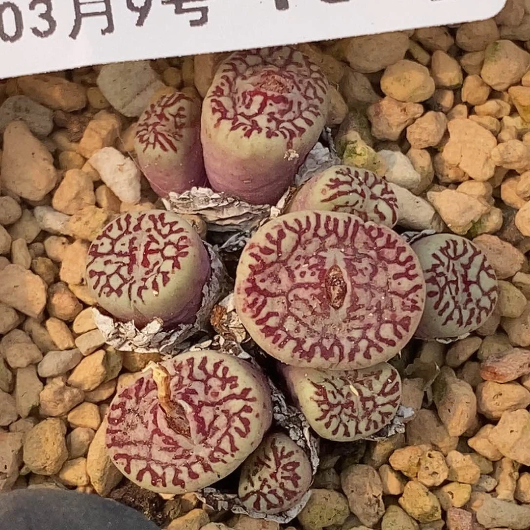 已*销桃喜花园0309-15超墨