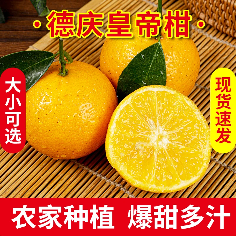 DQGG/德庆贡柑德庆皇帝柑正宗德庆贡柑广东桔子橘子自己种老树果