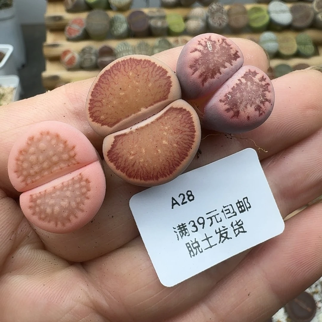泡***芙28多肉哈哈哈哈哈哈哈哈