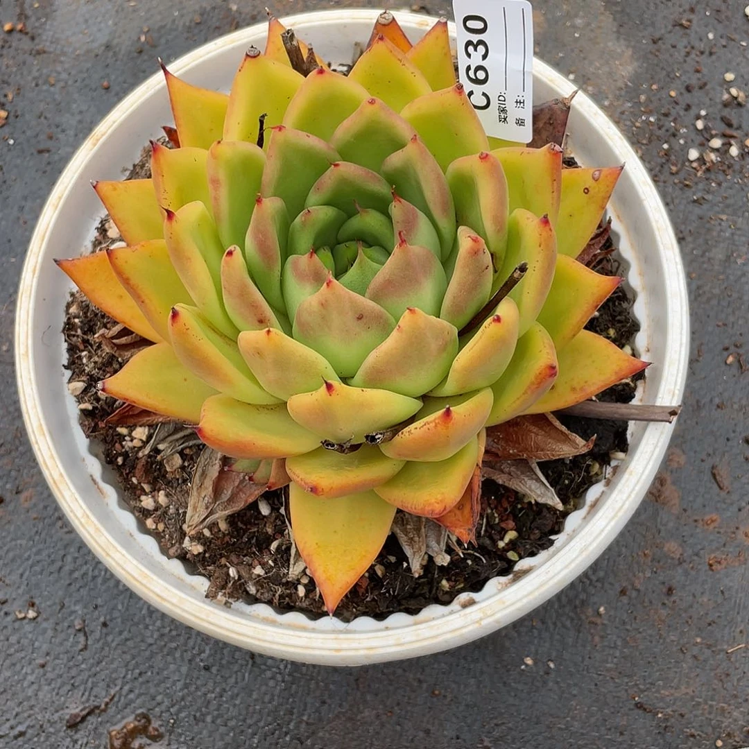 若茹东云单拍C630