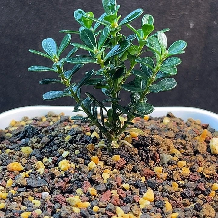 茶***发无花朵凤米黄杨一物一拍
