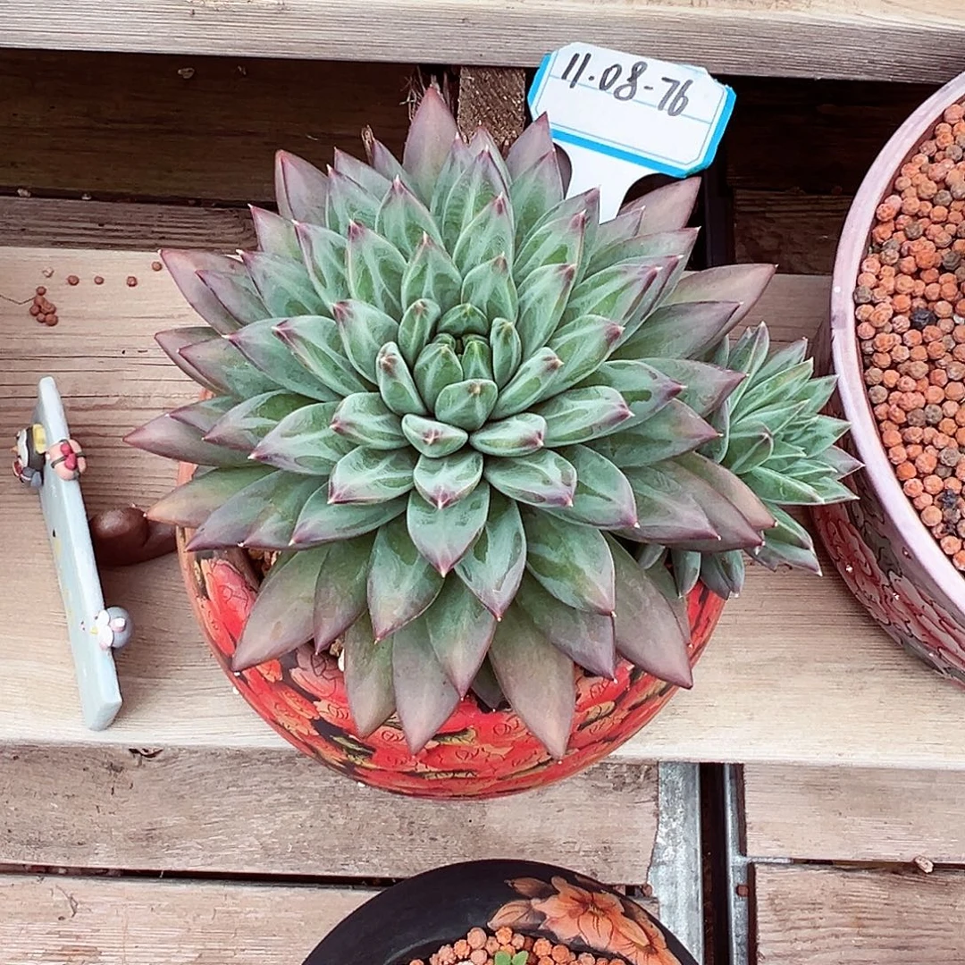 1108-76莱万特。。。。。