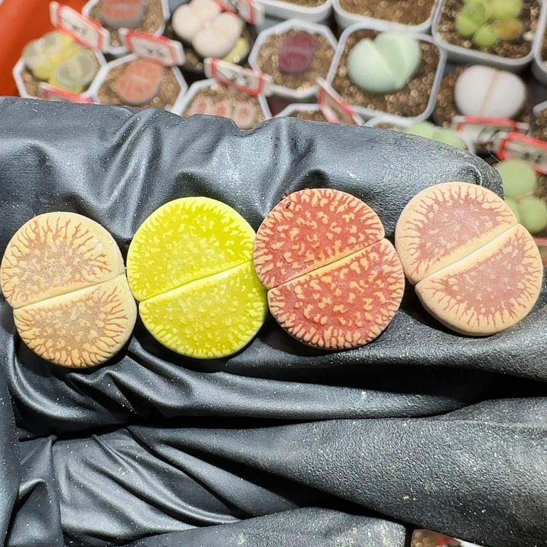 生石花的111111111。  120