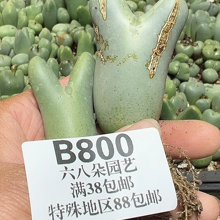 云***端800号大将2个多肉植物