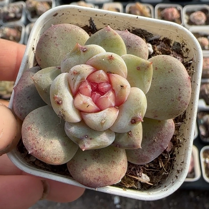 小卡拉米糖心一物一拍