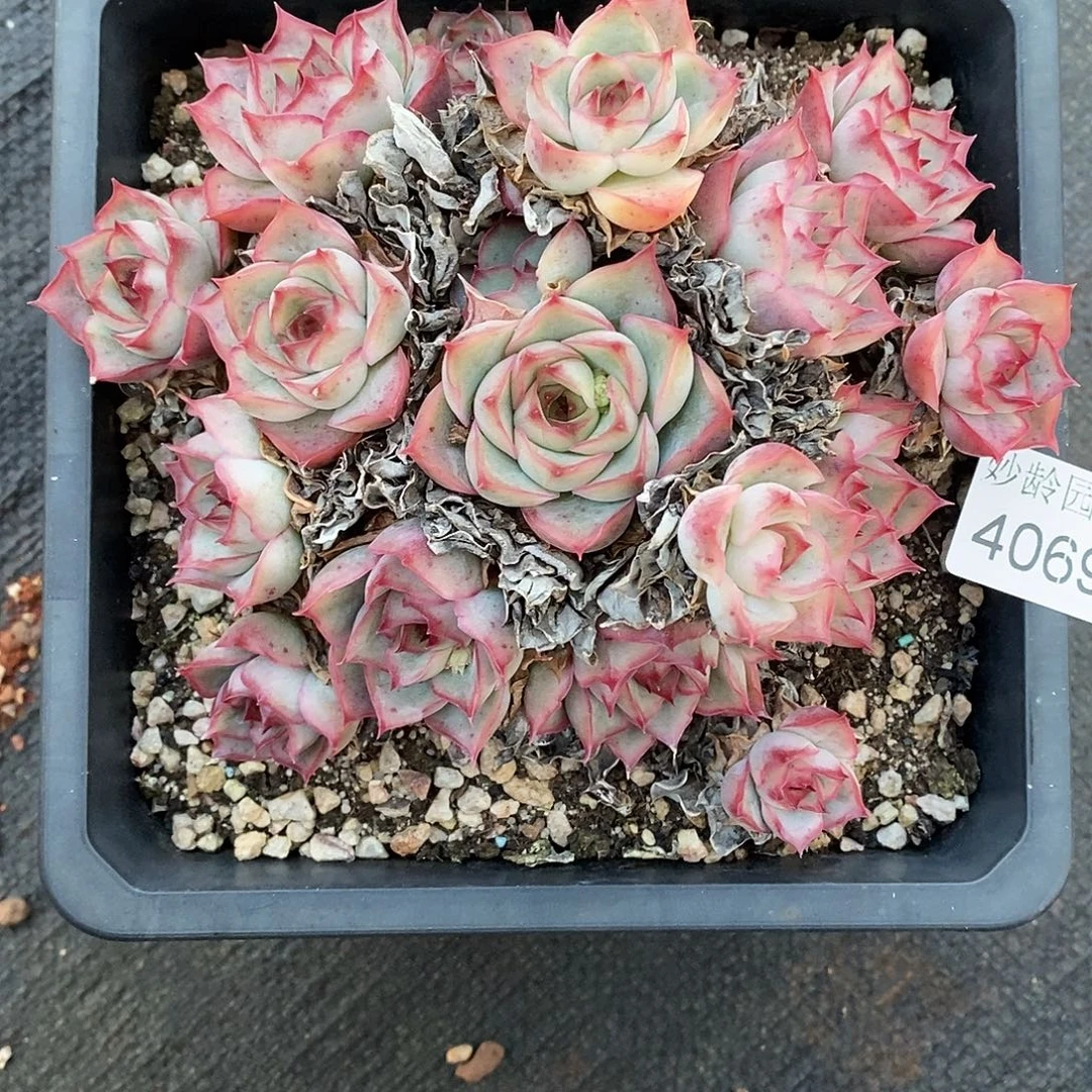 小***y4069散群掉头不售后～14厘米