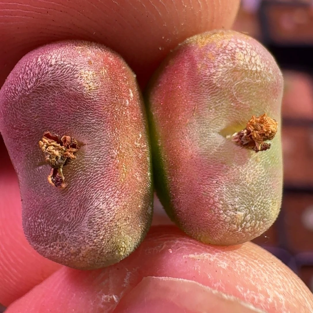 云缦精品番杏3.22多肉