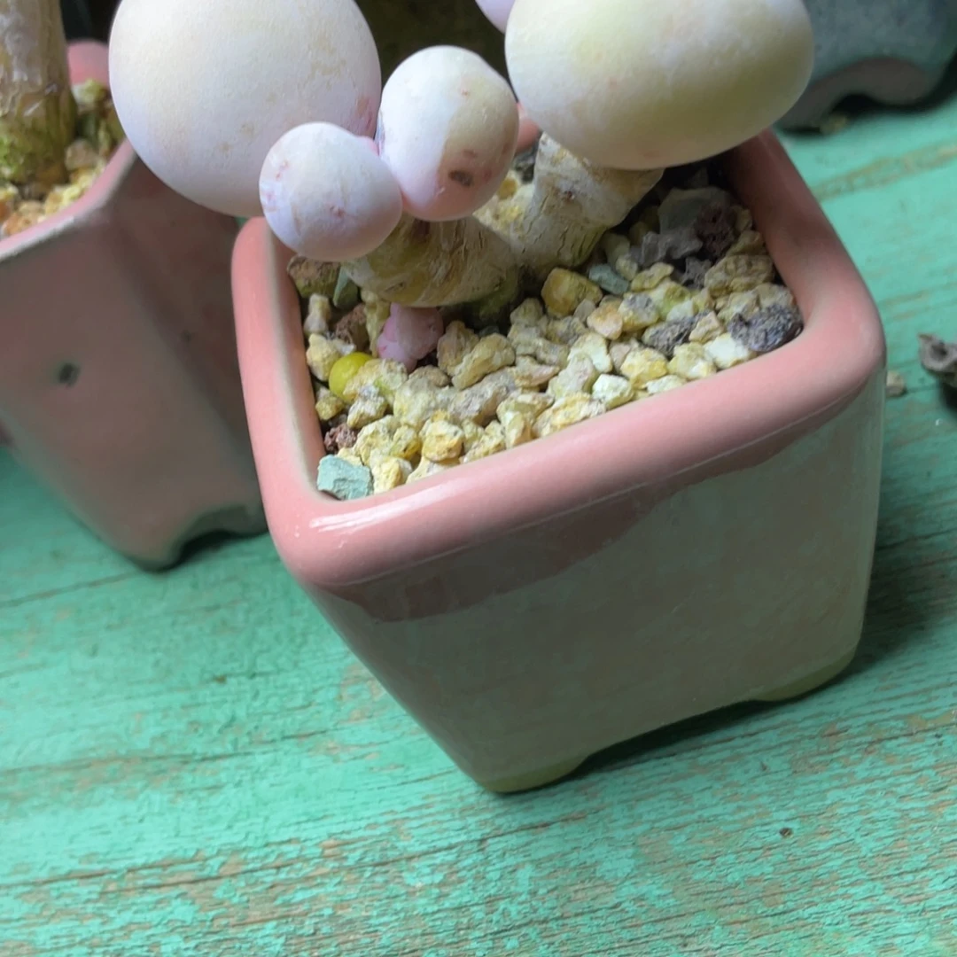 土***核多肉植物的生长发育和生长发育