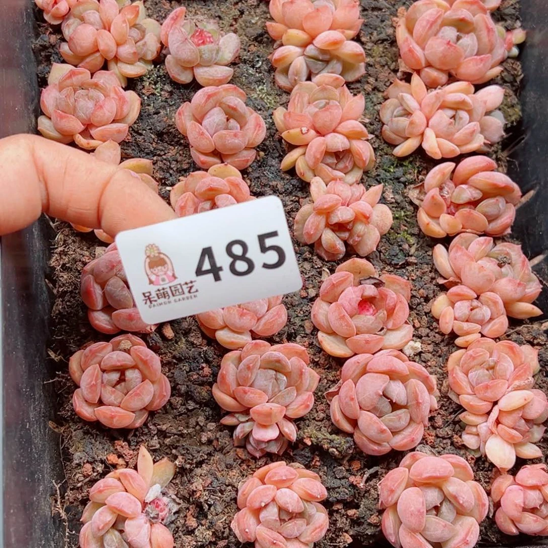 璨****多肉植物多肉植物