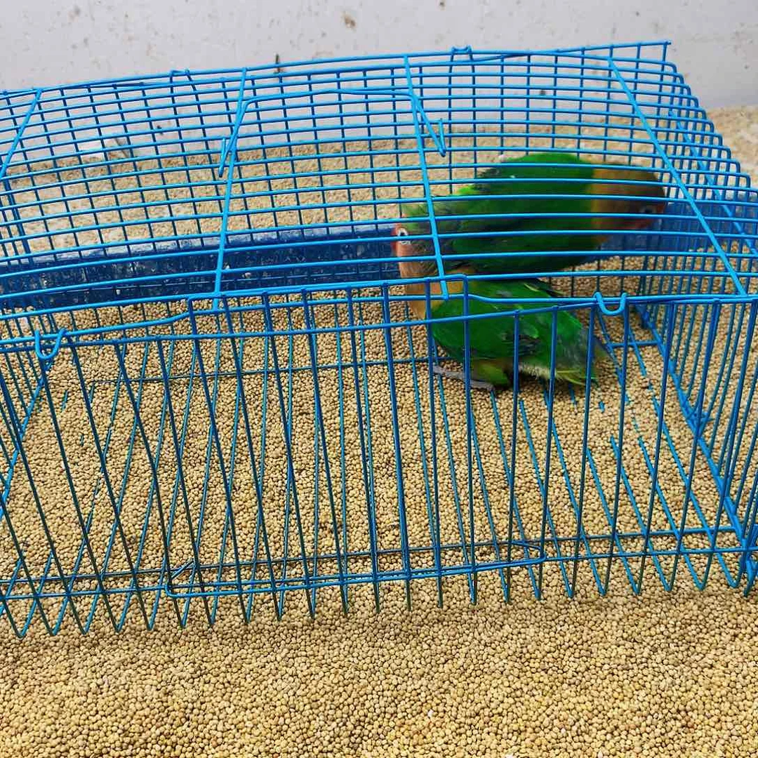 老***童虎皮鹦鹉牡丹一如