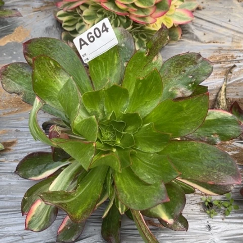 多肉植物魅影七彩