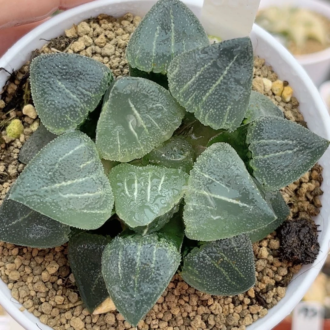 191超级磨面寿福利专场