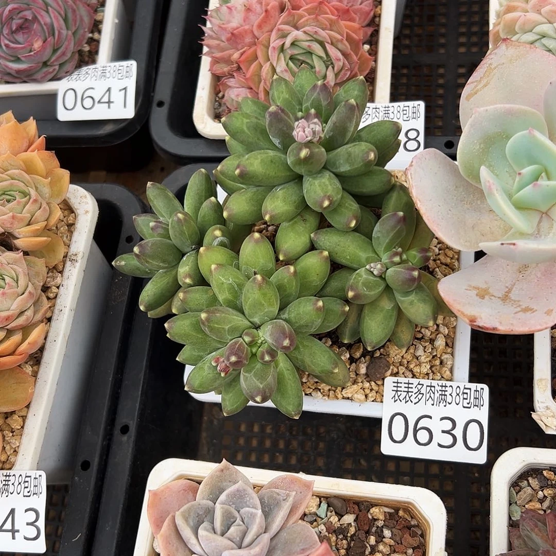 多肉＿物一拍植物0630