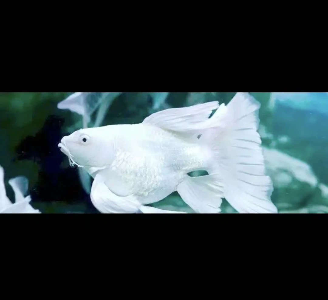 纯种白蝴蝶鲤短球体观赏鱼大鳍大尾短身冷水鱼好养耐活