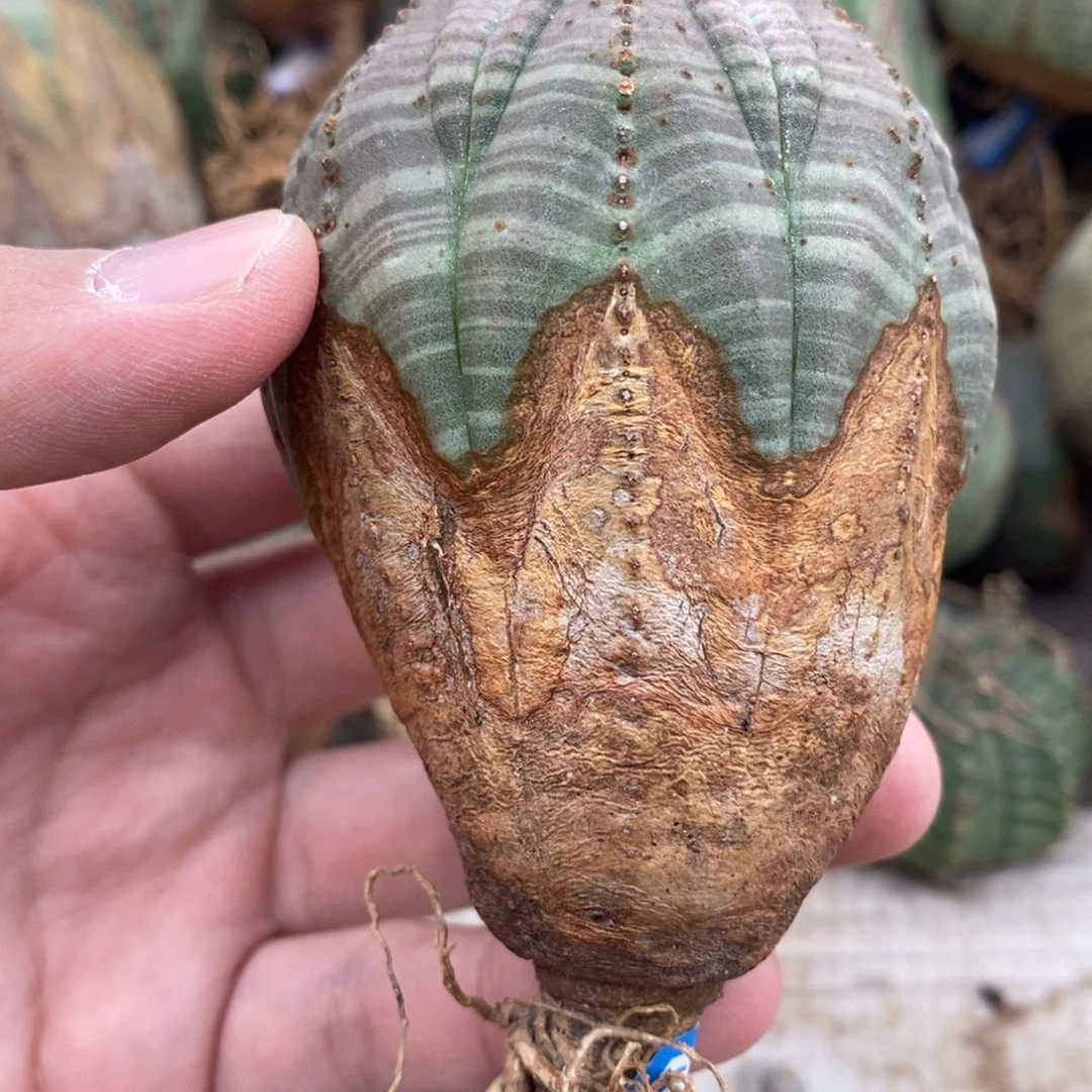 15 欧系实生布纹球多肉植物