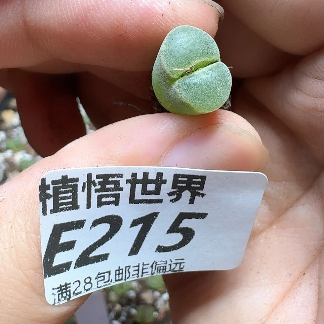 吕***猪多肉植物的润泽之前