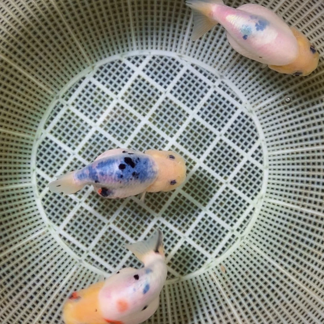 金鱼销**痛不包邮落地包损包健康