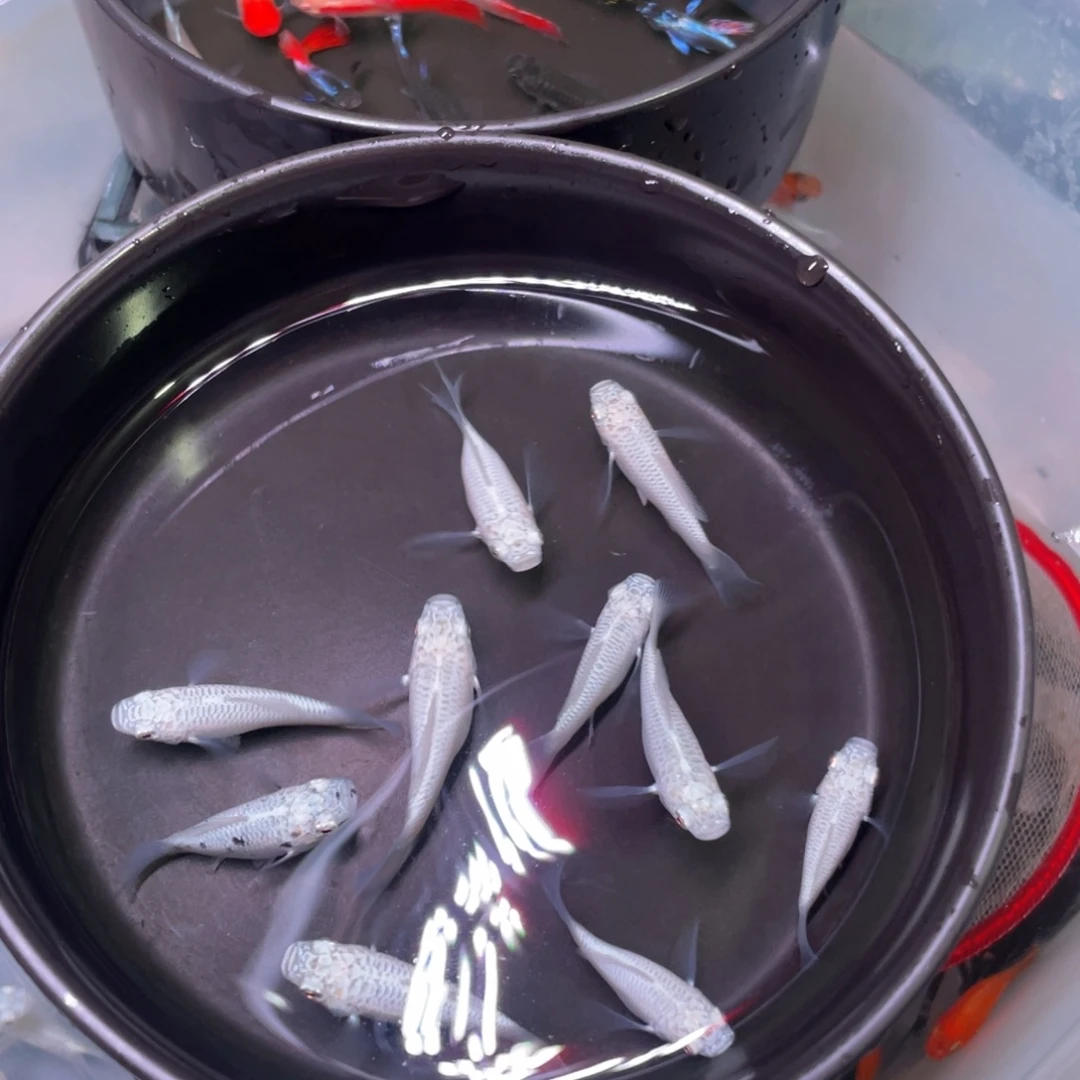 海水鱼银白玛丽球8+2备损