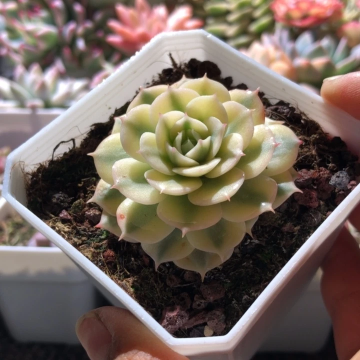 青岗锦覆轮有根有根