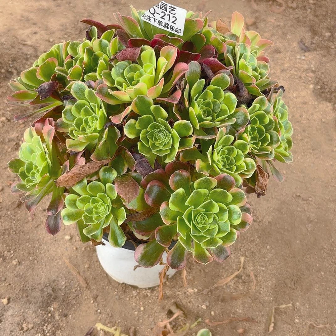 特斯拉多肉植物上212