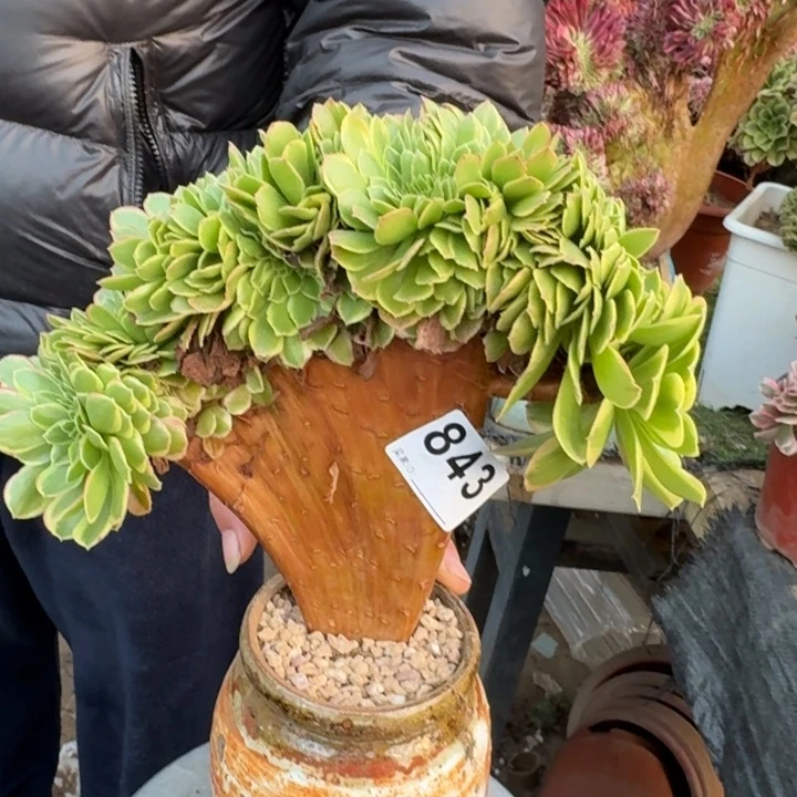 万圣节奶白金法师锦缀化843
