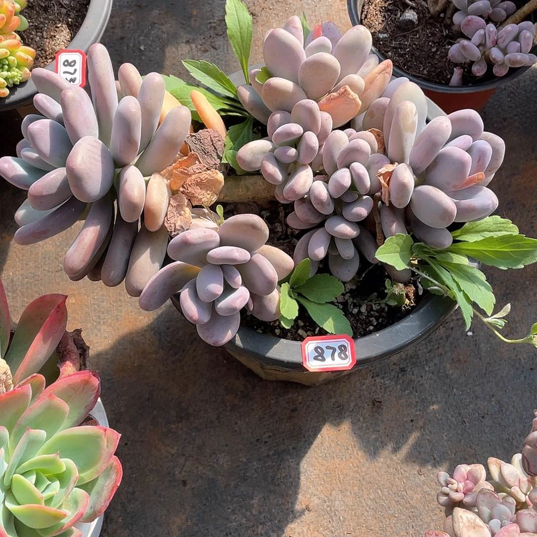 878桃美人 一物一拍多肉