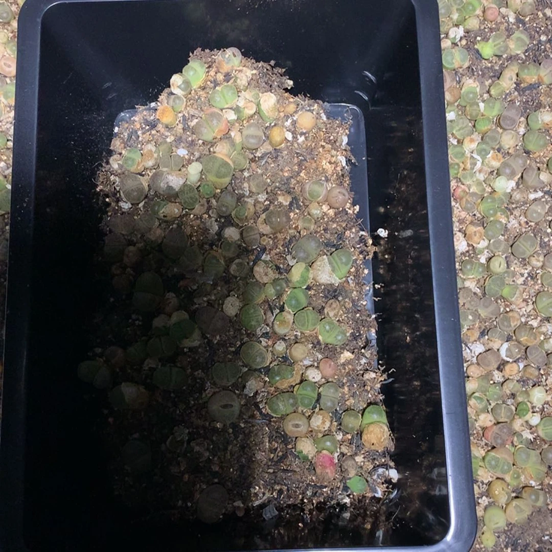 芝*糊B723多肉植物保护