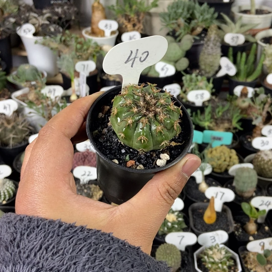 猫爪圆盘玉一物一拍