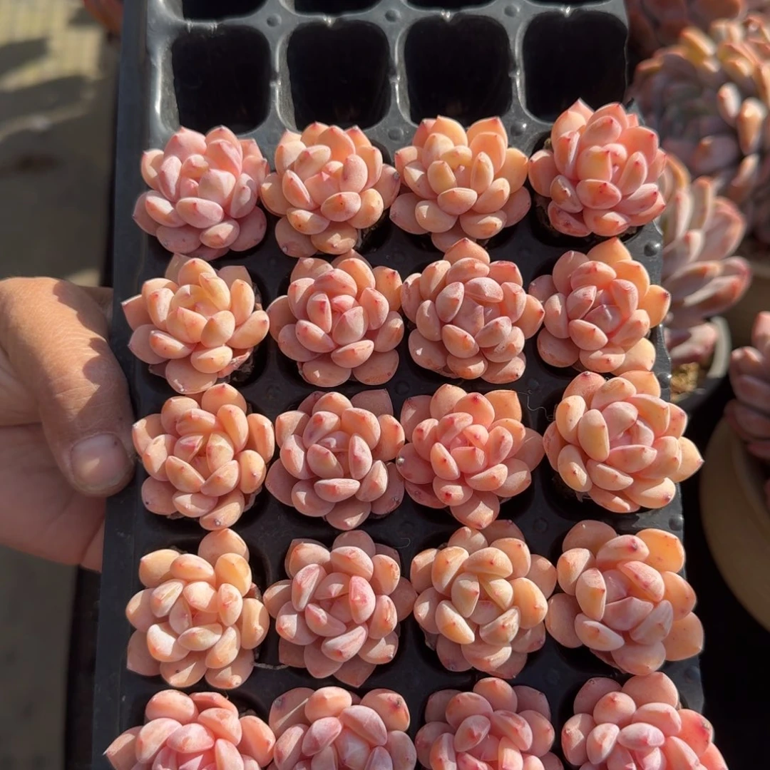 一组20颗，冠幅3-4公分