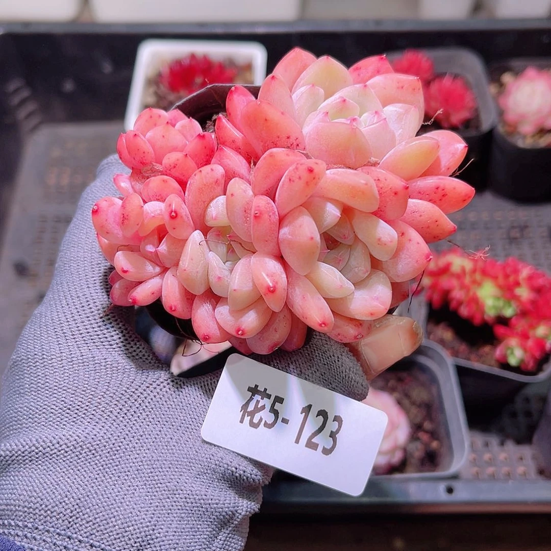 花05-123冰糖群生