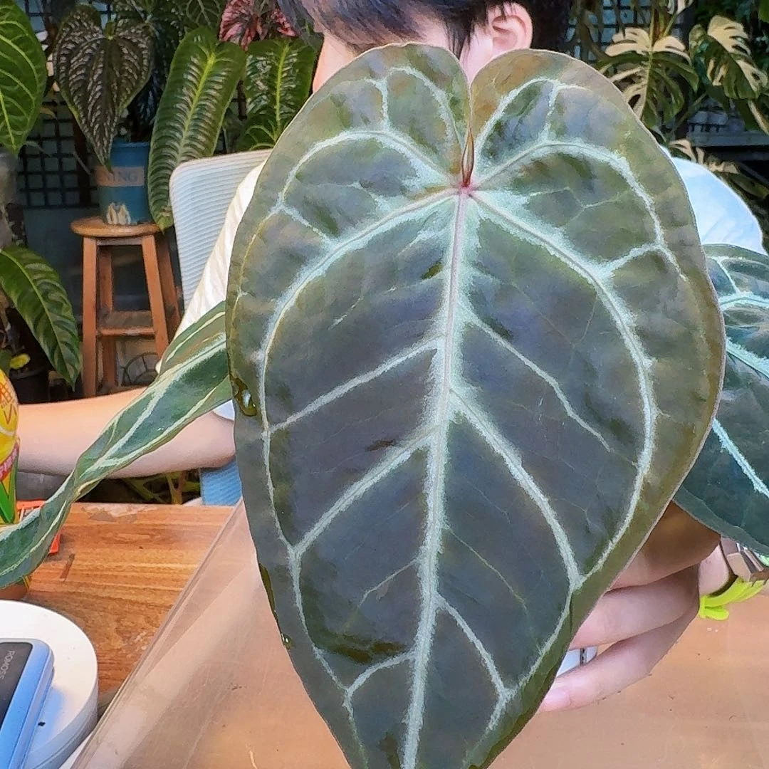 完全开放P98skg红杂撕裂纹