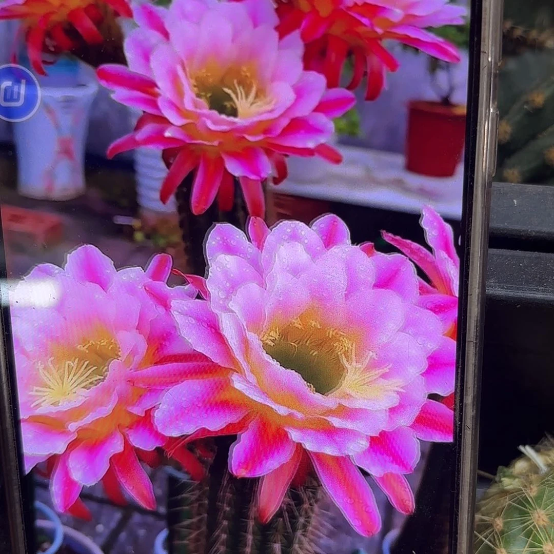 署光无根侧牙20包邮42