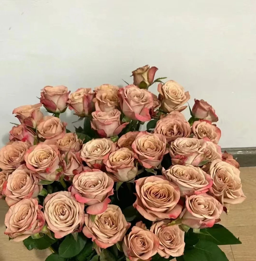 【卡布奇诺】单头玫瑰鲜花花束云南昆明基地直发速递同城家用花水养